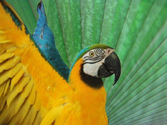 Nancy Forrester'ın Saklı Bahçesi