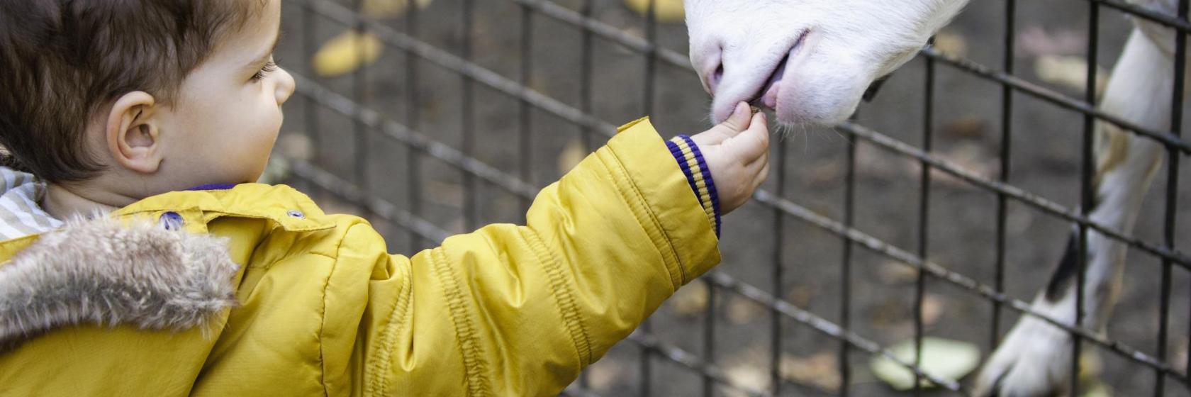 Belgrad Hayvanat Bahçesi