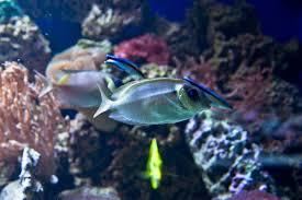 Marine Aquarium on Fichtelberg
