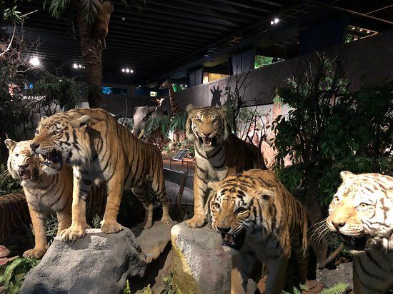 Cenevre Doğa Tarihi Müzesi