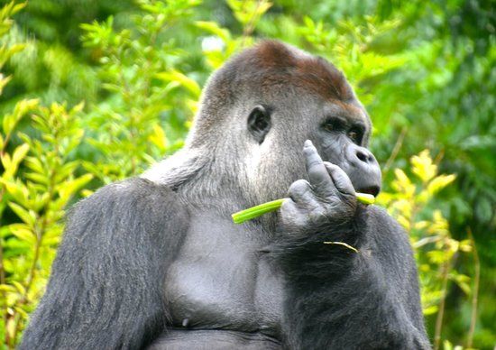 Gaia Hayvanat Bahçesi