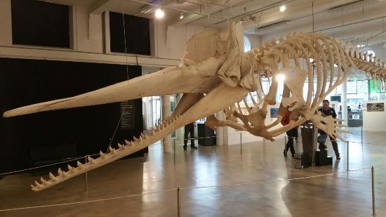 Brabant Doğa Müzesi