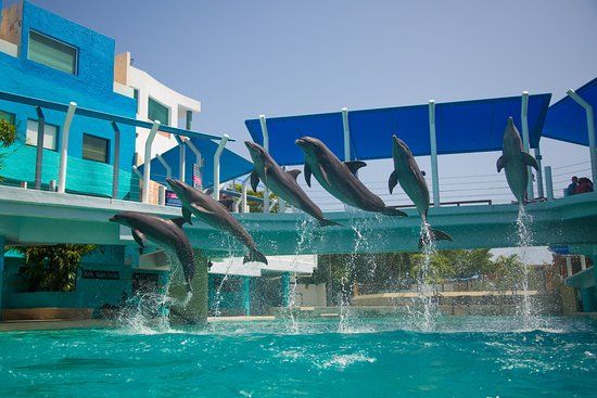 Aquarium Cancun İnteraktif Akvaryum