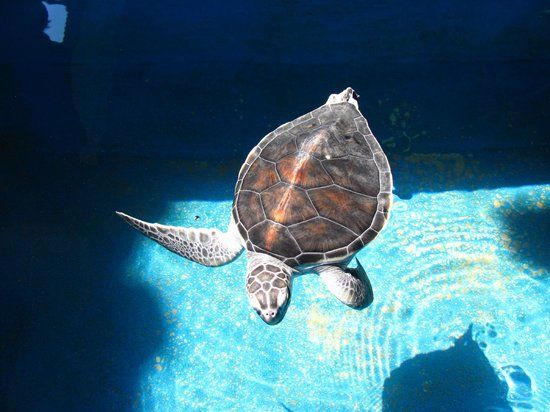 Ulsal Meksika Kaplumbağa Merkezi